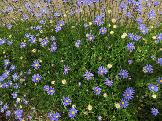 Felicia 'Blue Marguerite Daisy'