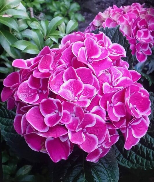 Close-up of vibrant pink Hydrangea 'Saturn' flowers with dark green leaves in the background. The petals have a slightly lighter pink outline, creating a striking contrast.