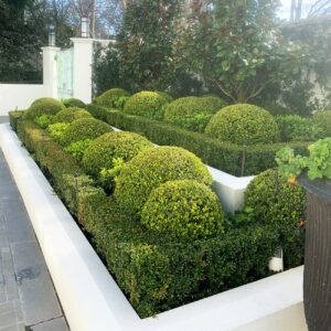 A well-manicured garden with Buxus 'Japanese Box' Topiary Ball 12" Pot and rectangular hedges, enclosed in white planters. There are large potted plants on the right and two lanterns above the wall in the background.