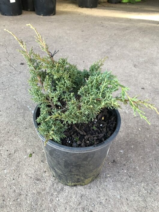 A small evergreen shrub, Juniperus 'Shimpaku' (Bonsai Starter) 8" Pot, is planted in a black plastic pot and placed on a concrete surface.