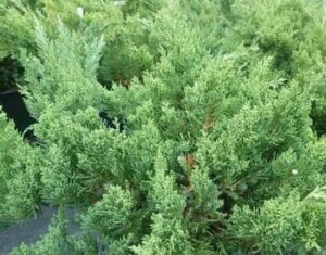 Close-up of dense, vibrant green Juniperus bushes with needle-like foliage, perfect for a Juniperus 'Shimpaku' (Bonsai Starter) 8" Pot.
