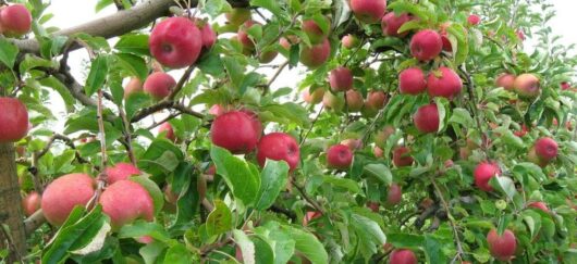 Branches of a Malus tree heavily laden with clusters of ripe red apples, including the exquisite Malus 'Lady Williams' Apple variety, nestled among verdant green foliage.