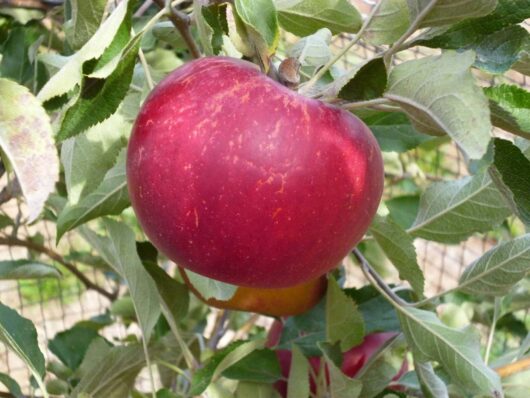 Close-up of a ripe red Malus 'Lady Williams' Apple hanging from a tree branch, surrounded by green leaves.