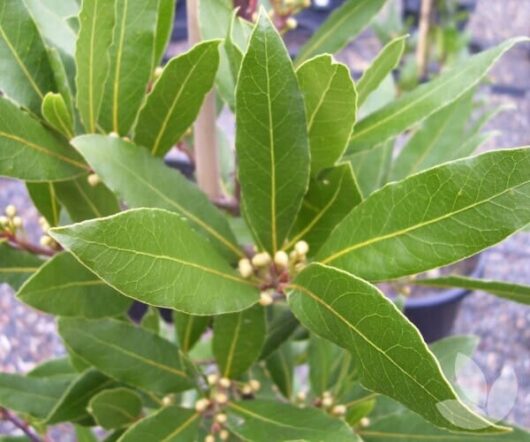 Close-up of green leaves and small buds on a Laurus Bay Tree 'Baby Bay' 8" Pot, with a beautifully blurred background.