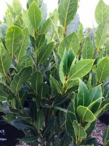 Close-up of a bush with many green leaves in a Laurus Bay Tree 'Baby Bay' 8" Pot, showing detailed leaf structure and color variations typical of a Baby Bay Laurus Bay Tree.