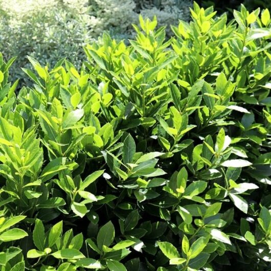 A dense hedge of green laurel leaves in bright sunlight, reminiscent of a flourishing **Laurus Bay Tree 'Baby Bay' 8" Pot**.