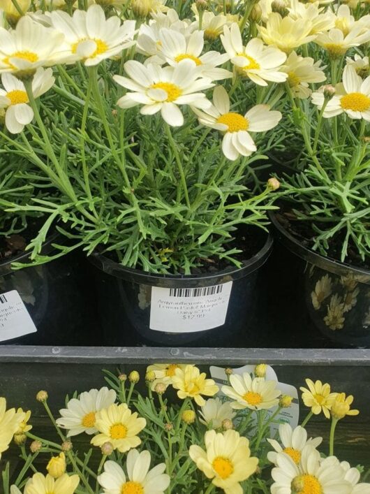 Argyranthemum 'Angelic™ Lemon Pastel' Daisy, 6" pot with green foliage and daisy-like flowers, for sale with each pot labeled with a barcode.