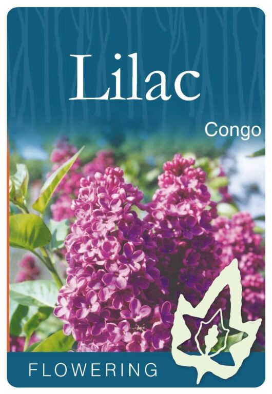 Image of a plant tag featuring blooming Syringa flowers with the text "Syringa 'Congo' Lilac." The tag is marked with "FLOWERING" at the bottom.
