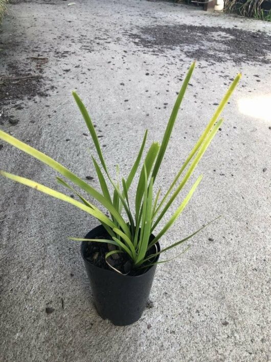 A Lomandra longifolia 3" Pot with long, slender leaves sits on a concrete surface outdoors.
