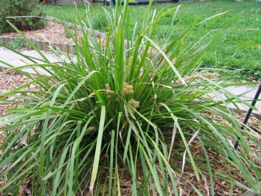 A green, bushy clump of Lomandra longifolia 3" Pot grows in a garden bed bordered by wood chips, with a walkway visible in the background.