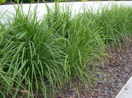 Border of lush, green Lomandra longifolia 3" Pot planted along a garden bed with a white wall in the background and mulch covering the soil, each plant thriving beautifully from its original 3" pot.