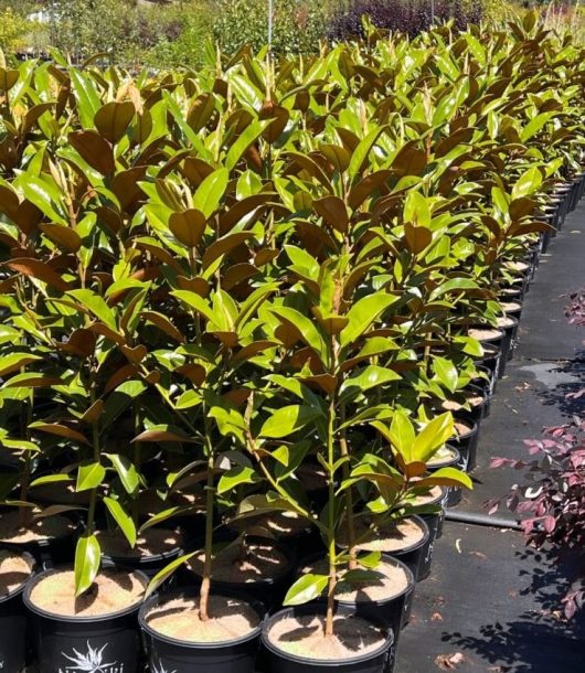 Magnolia 'Exmouth' 12" Pot