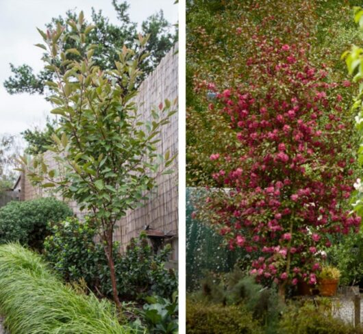 Side-by-side images of trees: the left tree, a Crab Apple, has green leaves, and the right tree, a Malus 'Wychwood Ruby™' Crab Apple 10" Pot, is blooming with pink flowers.