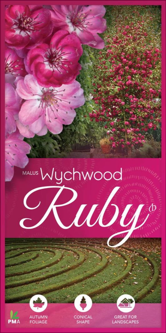 Promotional image for Malus 'Wychwood Ruby™' Crab Apple 10" Pot, displaying pink blossoms, a conical-shaped tree in a 10" pot, and an autumn landscape. Text highlights features: "Autumn foliage," "Conical shape," and "Great for landscapes.