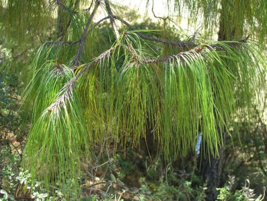 Close-up of long, slender, green pine needles hanging gracefully from a branch of a Pinus 'Mexican Weeping Pine'.