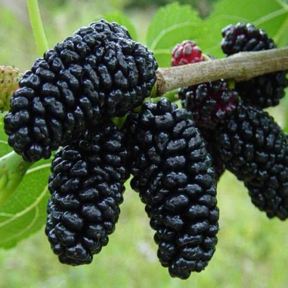 Black mulberry store