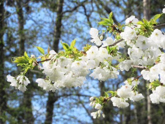 A branch of Prunus 'Mount Fuji' Upright Cherry (Tree Form) 16" Pot white cherry blossoms in full bloom with green leaves against a backdrop of blurred trees and a blue sky, perfect for planting in a 16" pot.