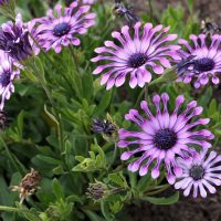 Osteospermum 'Spider Purple' African Daisy 4" Pot
