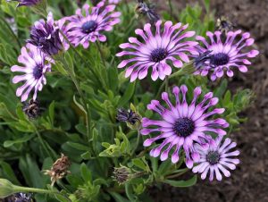 Osteospermum 'Spider Purple' African Daisy