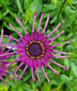 Hello Hello Plants Nursery Melbourne Victoria Australia Osteospermum ecklonis Spider Purple African Daisy Flower