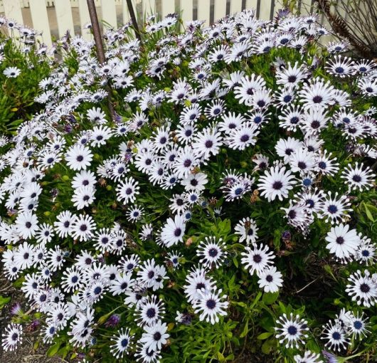 Osteospermum 'Spider White' African Daisy 4" Pot