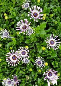 Osteospermum 'Spider White' African Daisy