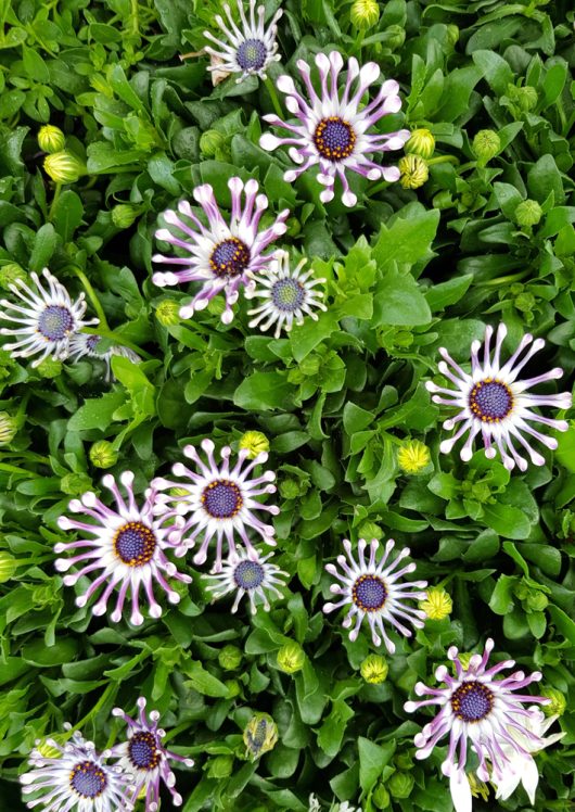Osteospermum 'Spider White' African Daisy 4" Pot