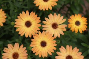 Osteospermum 'Voltage Gold' African Daisy 6" Pot