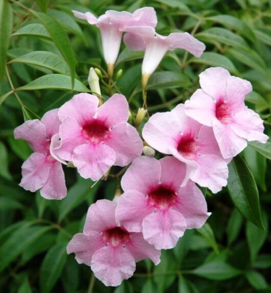 Close-up of dark pink, trumpet-shaped Pandorea flowers with red centers, surrounded by green leaves in a Pandorea 'Dark Pink' 6" Pot.