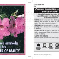 Label for "Pandorea 'Dark Pink' 6" Pot" showing dark pink flowers. Includes care tips like light watering 2-3 times a week, suitable for areas of NSW and Queensland, sensitive to frost. Available in a 6" pot.