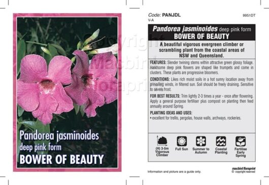 Label for "Pandorea 'Dark Pink' 6" Pot" showing dark pink flowers. Includes care tips like light watering 2-3 times a week, suitable for areas of NSW and Queensland, sensitive to frost. Available in a 6" pot.