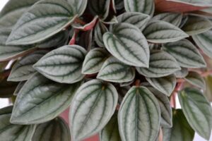 Close-up image of a Peperomia 'Napoli Nights®' 4" Pot, showing its small, oval-shaped leaves with prominent green veins and a slightly glossy texture.