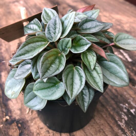A small Peperomia 'Napoli Nights®' 4" Pot, with numerous green leaves that display a silvery sheen and hints of red, sits on a wooden surface. This charming variety adds a touch of elegance to any space.