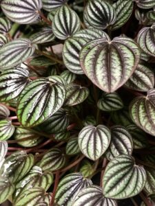 Close-up of a Peperomia 'Piccolo Banda®' 4" Pot, showcasing its distinctive oval leaves with dark green and light green stripes.
