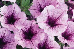 Close-up of several light purple Petunia Supertunia® 'Bordeaux' 6" Pot petunias with dark purple centers and veins, surrounded by green leaves, all nestled in a 6" pot.