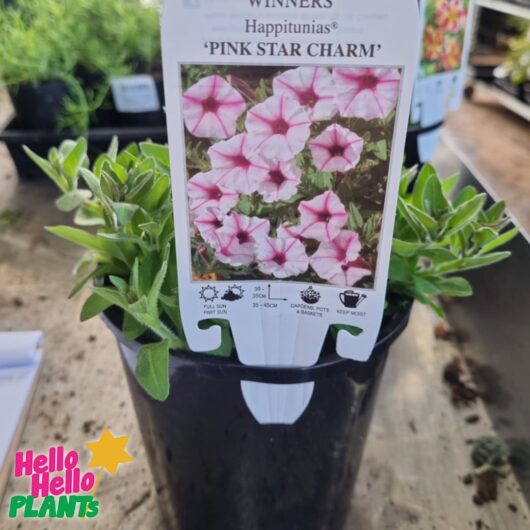 Petunia Supertunia® 'Pink Star' 6" Pot