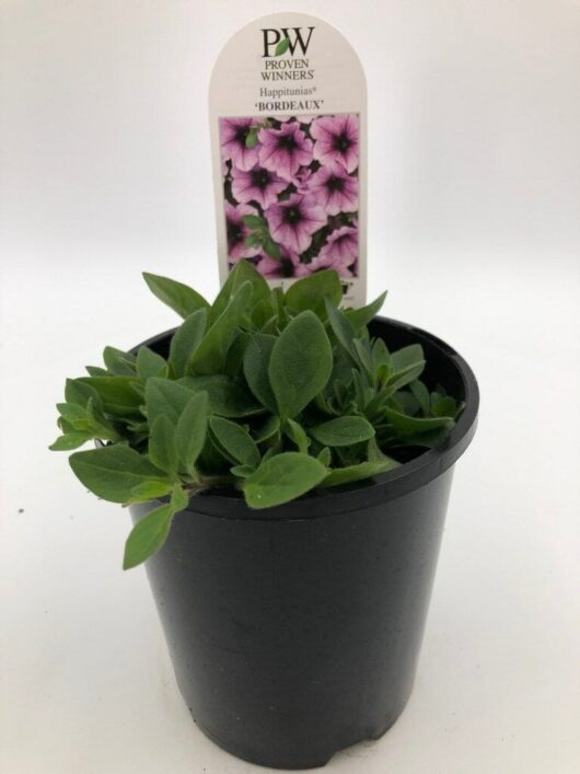 A small potted plant with green foliage, labeled "Petunia Supertunia® 'Bordeaux' 6" Pot" featuring an image of vibrant pink Supertunia flowers.