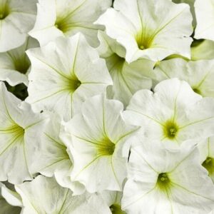 Close-up of several Petunia Supertunia® 'White Charm' 6" Pot with soft, ruffled petals and yellow-green centers.