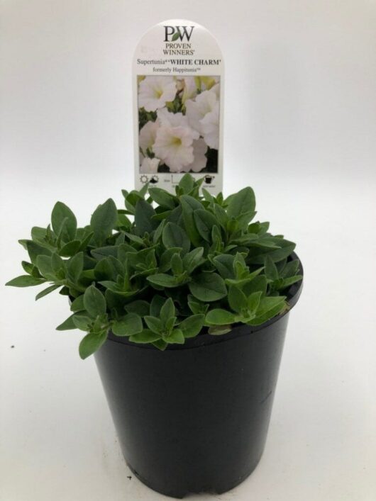 A black pot containing a small, green plant with the tag "Petunia Supertunia® 'White Charm' 6" Pot," showcasing an image of Supertunia White Charm blooming petunias.