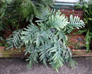 A Phlebodium 'Blue Star Fern' 8" Pot grows beside a stone path and red brick wall, displaying lush, multi-lobed leaves.