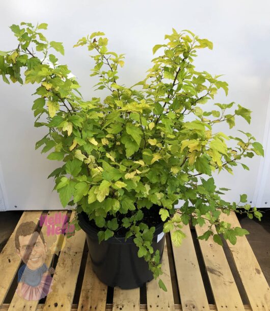 Physocarpus 'Angel's Gold' Ninebark 13" Pot