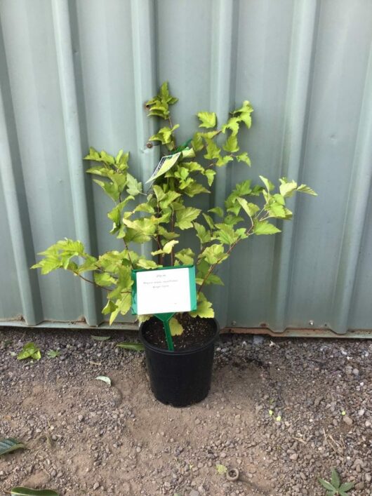 A small potted Physocarpus 'Angel's Gold' Ninebark 8" Pot with green leaves sits on gravel in front of a corrugated metal wall. A label is attached to the plant.