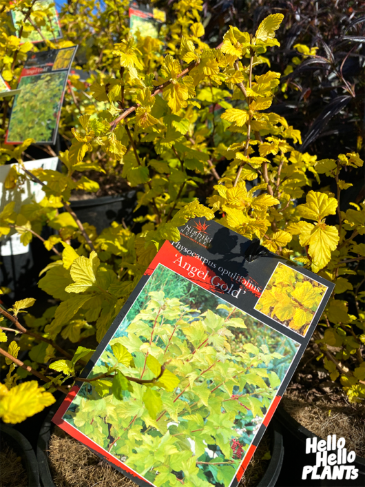 Physocarpus 'Angel's Gold' Ninebark