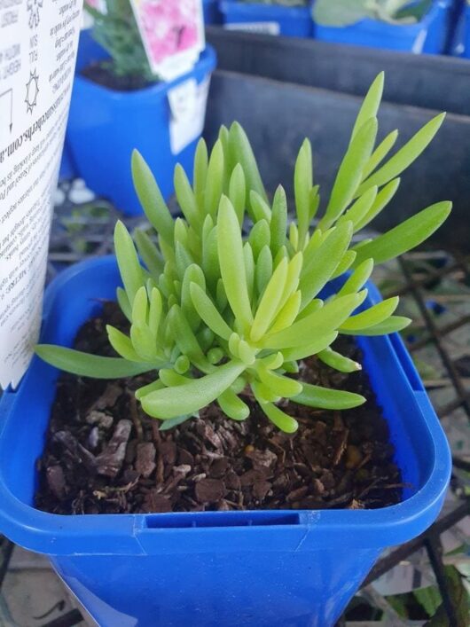 A small green succulent with elongated leaves, known as Mesembryanthemum 'Yellow' Pig Face 4" Pot, growing in a blue 4" pot filled with soil and bark.