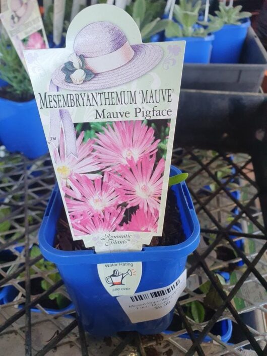 A plant labeled "Mesembryanthemum Pig Face 'Mauve' 4" Pot" in a blue pot with a photo of pink flowers on the label.