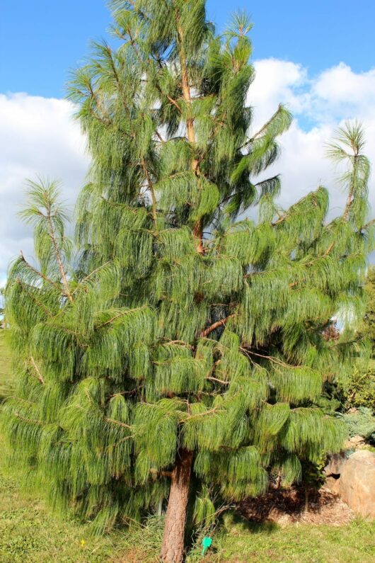 A tall Pinus 'Mexican Weeping Pine' with long, needle-like leaves stands in the middle of a grassy area under a partly cloudy blue sky.