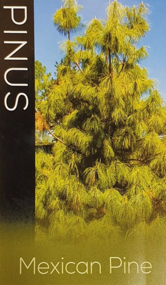 Image of a Pinus 'Mexican Weeping Pine' with text "PINUS" on the left side and "Mexican Pine" at the bottom. The tree has green, needle-like foliage and is set against a blue sky backdrop.
