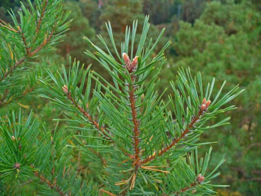 Close-up of a green Pinus 'Scots Pine' branch with needle-like leaves and small brown buds, set against a blurred background of additional pine trees.