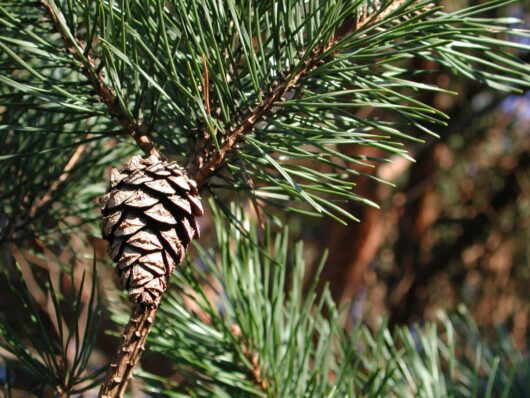 A close-up of a pine cone attached to a branch of Pinus 'Scots Pine,' surrounded by green pine needles.