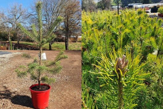 Left image shows a small Pinus tree in a red pot on a dirt ground. Right image is a close-up of green pine needles with yellow tips, belonging to a Pinus 'Mexican Weeping Pine', with more trees in the background.
